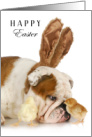 Happy Easter with Bulldog in Bunny Ears and Baby Chicks card