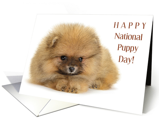 Happy National Puppy Day March 23 with Adorable Pomeranian card