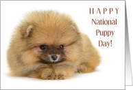 Happy National Puppy Day March 23 with Adorable Pomeranian card