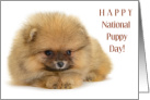 Happy National Puppy Day March 23 with Adorable Pomeranian card