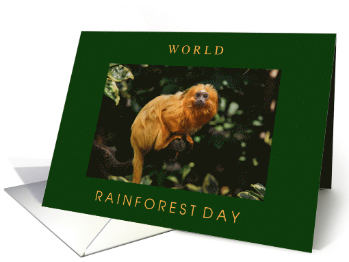 World Rainforest Day June 22 with Endangered Golden Lion Tamarin card