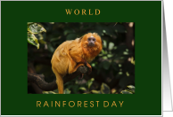 World Rainforest Day June 22 with Endangered Golden Lion Tamarin card