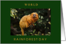 World Rainforest Day June 22 with Endangered Golden Lion Tamarin card