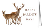 Happy Parents’ Day July 25 with Buck Doe and Fawn Deer Family card