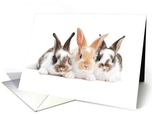 Happy Middle Child Day August 12 with Three Adorable Bunnies card