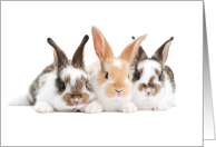 Happy Middle Child Day August 12 with Three Adorable Bunnies card