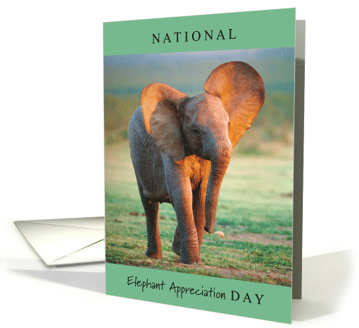 National Elephant Appreciation Day Sept 22 with Cute Baby... (1794094)