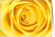 World Rose Day September 22 with Yellow Flower Closeup card