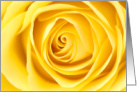 World Rose Day September 22 with Yellow Flower Closeup card