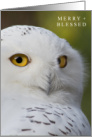 Merry and Blessed Snowy Owl Christmas Winter Holidays card