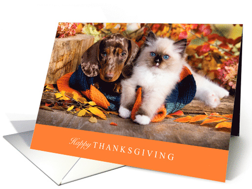 Happy Thanksgiving with Cute Dachshund Dog and Adorable Cat card
