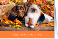 Happy Thanksgiving with Cute Dachshund Dog and Adorable Cat card