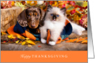 Happy Thanksgiving with Cute Dachshund Dog and Adorable Cat card