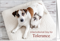 International Day For Tolerance Nov 16 with Dog and Cat Sharing Blanket card