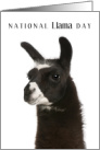National Llama Day December 9 with Cute Llama Cloeup Photo card