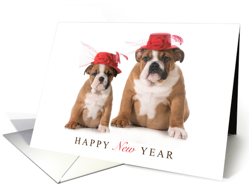 Great Grandchildren Happy New Year with Two Bulldogs in... (1811234)