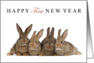 Happy 1st New Year with 4 Cute Bunny Rabbits on White card