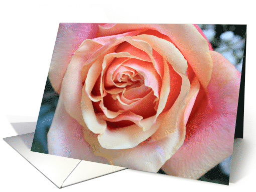 Happy Valentine's Day with Closeup Photo of a Peachy Pink Rose card