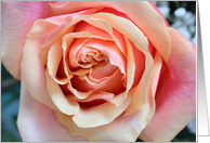 Happy Valentine’s Day with Closeup Photo of a Peachy Pink Rose card