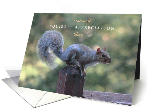 National Squirrel Appreciation Day Jan 21st with Cute... (1819148)