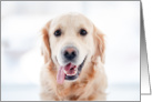 National Golden Retriever Day February 3rd with Adorable Puppy card