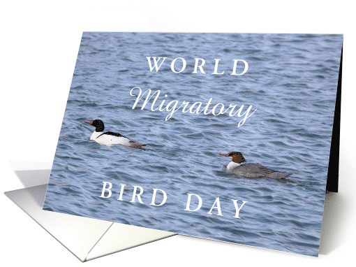 World Migratory Bird Day 2nd Sat in May with Common Mergansers card