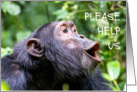 Endangered Species Day 3rd Friday in May with Please Help Us Chimp card