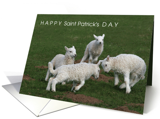 Happy 1st St Patrick's Day Quads with 4 Sheep Lambs in Grass card