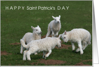 Happy 1st St Patrick’s Day Quads with 4 Sheep Lambs in Grass card