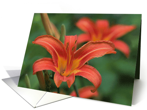Blank Inside with Orange Tiger Lilies and Blurred Green... (1866350)