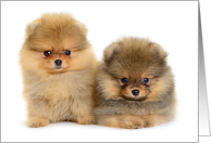 Thinking of You with 2 Adorable Pomeranian Puppies card