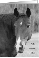 Who Rescued Who Happy Gotcha Day for Horse card