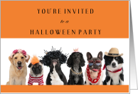 Halloween Party Invited with Dressed Up Dogs card