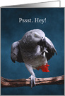 Secretive African Gray Parrot Fabulous Birthday card