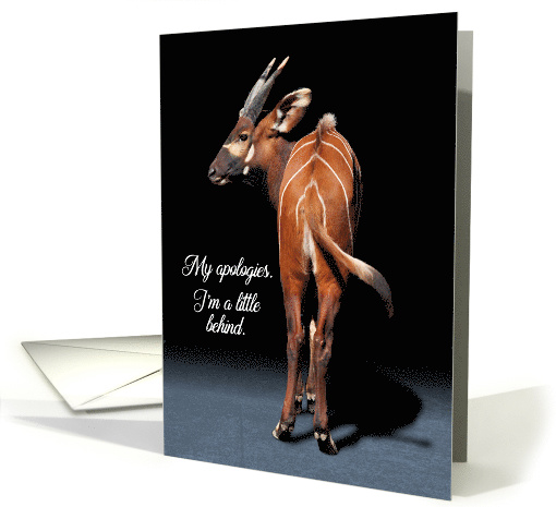 Studio Dalio - Apologetic Bongo a Little Behind Belated Birthday Card