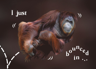 Bouncing Orangutan...