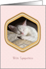 Pet Sympathy for Loss of Cat White Cat card