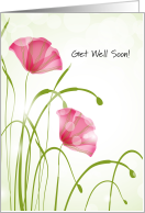 Get Well Stem Cell Transplant Pink Poppies card