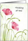 Thinking of You Heart Catheterization Poppies card