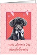 Valentine for Granddog with Cute Black Poodle card