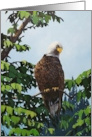 Thinking of You Bald Eagle Sitting on a Branch Surrounded by Trees card