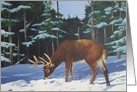 Happy Holidays with a Deer in the Snow card