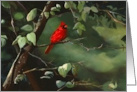 Thinking of You for a Bird Lover a Cardinal on a Branch card