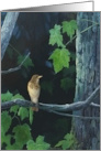 A Thrush on a Branch with Leaves and Trees Bird card
