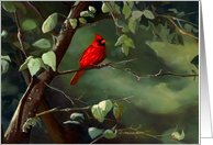 Thinking of You for a Bird Lover a Cardinal on a Branch card