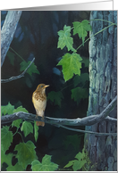 A Thrush on a Branch with Leaves and Trees Bird card