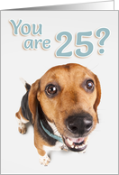25 Years Old Birthday Brown and Black Beagle on White card