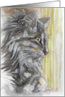 Blank Any Occasion Maine Coon Cat card