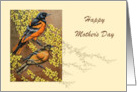 Mother’s Day Greeting of a Pair of Orioles on a Forsythia Branch card