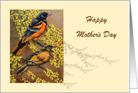 Mother’s Day Greeting of a Pair of Orioles on a Forsythia Branch card